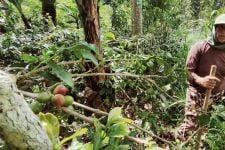 Produksi Kopi Petani Buleleng Melimpah, Ini Faktanya Versi Dinas Pertanian - JPNN.com Bali