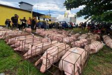 Distan Denpasar Cek Kualitas Daging Babi Jelang Galungan, Ini Hasilnya - JPNN.com Bali