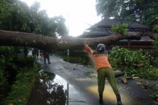 Hujan Seharian, Pohon Tumbang Tutup Akses Jalan di Ubud dan Timpa Kabel Listrik - JPNN.com Bali
