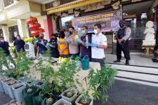 Polisi Bali Bongkar Kebun Ganja Bule Spanyol, Aksi Pelaku di Luar Nalar - JPNN.com Bali
