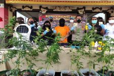 Begini Cara Bule Spanyol Kembangkan Kebun Ganja di Bali, Gila - JPNN.com Bali