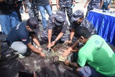 TNI AL Gagalkan Penyelundupan 32 Ekor Penyu Hijau, Penangkapan 21 Nelayan Dramatis - JPNN.com Bali