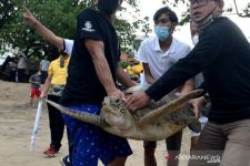 Wakasal Lepas 33 Penyu Hijau Tangkapan Lanal Denpasar di Pantai Kuta, Lihat Aksinya - JPNN.com Bali