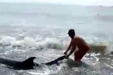 Empat Ekor Lumba-lumba Terdampar di Pantai Padanggalak, Evakuasi Berlangsung Dramatis - JPNN.com Bali