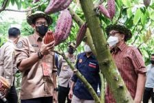 Kakao Jembrana Jadi Bahan Baku Cokelat Terbaik di Dunia, Ini Rencana Besar Sandiaga Uno - JPNN.com Bali