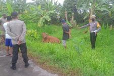 Sapi Betina Misterius Bikin Geger Desa Banjar Buleleng, Ini Temuan Polisi - JPNN.com Bali