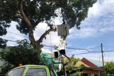 Cuaca di Bali tak Menentu, Denpasar Pangkas Pohon Perindang, Takut akan Ini - JPNN.com Bali