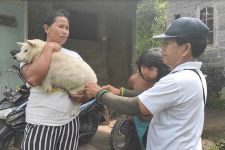 Rabies di Bali Menggila, Distan Pangan Siapkan 650 Ribu Vaksin, Mohon Bersiap - JPNN.com Bali