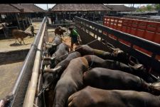 Sapi Bali Potensi Jadi Penghasil Daging Premium, Peneliti Turun Tangan - JPNN.com Bali