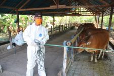 Dinas Pertanian Buleleng Bergerak, Optimistis Zero Case PMK Tercapai - JPNN.com Bali