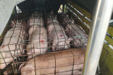 Kabar Baik, Pusat Izinkan Bali Kirim Ternak Babi ke Luar Pulau - JPNN.com Bali