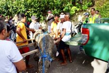 Buaya Muara Peneror Turis di Pantai Legian Kuta Mati, Petugas Temukan Ada Luka - JPNN.com Bali