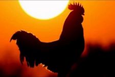 Viral Turis Asing di Bali Protes Kokok Ayam Waktu Subuh, Dispar Sentil Balik, Tegas - JPNN.com Bali