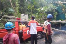Pohon Tumbang di Jalur Denpasar – Gilimanuk Tabanan Picu Kemacetan 18 Km, 5 Orang Terluka - JPNN.com Bali