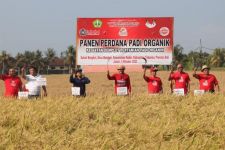 Subak Bengkel Tabanan Bali Kembangkan Padi Organik Mentik Susu, Wangi & Pulen - JPNN.com Bali