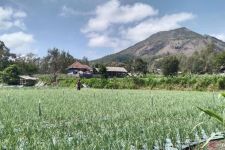 Hama Lalat Menyerang Kawasan Kintamani Bali, Menteri Sandi Minta Memperketat CHSE - JPNN.com Bali