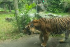 Berkah Isra Mikraj dan Imlek 2024, Bali Zoo Banjir Turis Domestik, Naik Berlipat - JPNN.com Bali