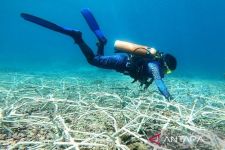 CTC Ungkap Tutupan Terumbu Karang di Perairan Nusa Penida Bali Masih yang Terbaik - JPNN.com Bali