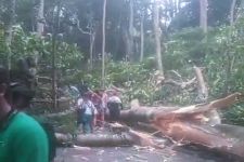 2 Turis Asing Tewas Tertimpa Pohon Tumbang di Monkey Forest Ubud Bali, OMG! - JPNN.com Bali