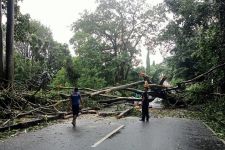 Cuaca Ekstrem di Bali Berlanjut, Pohon Bertumbangan, Evakuasi Terkendala Hujan Lebat - JPNN.com Bali