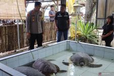 Penyelundupan Penyu di Jembrana Masif, Gedelah Rumah Pelaku, Ini Temuan Polisi - JPNN.com Bali