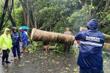 Bali Diterjang Cuaca Buruk, Pohon Bertumbangan, Waspada Semeton - JPNN.com Bali