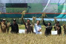 Banten Naik Kelas di Dunia Pertanian, Sekarang di 8 Besar Produsen Beras Nasional - JPNN.com Banten
