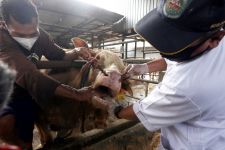 Kota Padang Kembali Diserang PMK, 32 Ternak Dinyatakan Positif - JPNN.com Sumbar