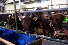 Sapi-sapi di Kota Depok Terserang Penyakit Lato-lato, DKP3 Bergerak - JPNN.com Jabar