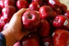 7 Khasiat Mengonsumsi Apel Setiap Pagi, Bikin Penyakit Ini Kabur - JPNN.com Jabar