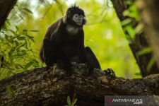 Menyusutnya Lahan Hutan Mangrove Ancam Habitat Lutung Jawa - JPNN.com Jabar