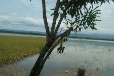 Petaka Petani di Cilacap, H-7 Panen Raya, Banjir Sapu Harapan Bahagia - JPNN.com Jateng