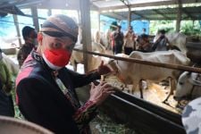 Penyakit Mulut dan Kuku Menyebar di Jawa Tengah, Ganjar: Tidak Usah Panik - JPNN.com Jateng