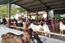 Meski Pasar Hewan Ditutup, Pemkab Kudus Pastikan Kebutuhan Kurban Aman - JPNN.com Jateng