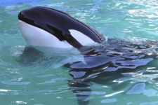 KKP Cari Penyebab Paus Orca Mati di Banyuwangi  - JPNN.com Jatim