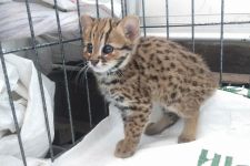 Seekor Spesies Kucing Langka Ini Masuk ke Perkampungan Warga di Kediri - JPNN.com Jatim