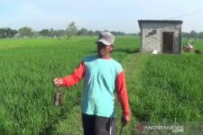 Sudah Sewa Penembak Senapan Angin, Petani Tulungagung Tetap Merugi - JPNN.com Jatim