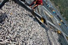 Fenomena Alam!! Terpapar Belereng, Puluhan Ton Ikan di Danau Batur Mati - JPNN.com Bali