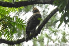 Dua Burung Lagka ini Dilepasliarkan di TNBTS Lumajang, Wabup: Simbol Kemerdekaan Sejati Bangsa Indonesia - JPNN.com Jatim