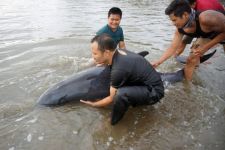3 Ekor Lumba-Lumba Electra Terdampar di Pantai Tulungagung, Kemarinnya... - JPNN.com Jatim