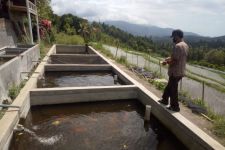 Budidaya Ikan Koi di Desa Kedis; Sasar Penghobi Ikan Hias, Angkat Ekonomi Warga - JPNN.com Bali