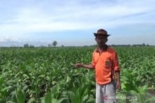 Turun Hujan, Sepertiga Tanaman Tembakau di Sini Terancam Gagal Panen - JPNN.com Jatim