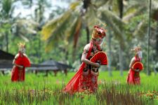 Festival Padi Banyuwangi, Edukasi Anak Muda Budi Daya Padi - JPNN.com Jatim