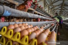 Kabar Gembira dari Mendag M. Lutfi untuk Peternak Ayam Petelur, Tolong Simak - JPNN.com Bali
