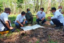 Perhutani Kelola Agroforestri Tebu dan Porang di Sejumlah Hutan Jatim - JPNN.com Jatim