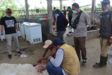 FIXED! Kerbau Mati di Area Sirkuit Mandalika Karena Penyakit Pneumonia - JPNN.com Bali