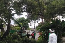 Pohon Perindang Rawan Tumbang di Renon Denpasar Mulai Dipangkas - JPNN.com Bali