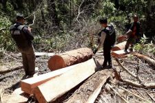 Pemodal Pembalakan Liar di Hutan Lindung Sendiki Malang Diharapkan Segera Terciduk - JPNN.com Jatim