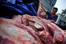 Jakarta Datangkan 1.000 Ekor Sapi per Bulan dari NTT, Fokus Kurangi Daging Impor   - JPNN.com Bali