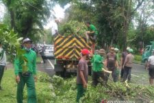 DLHK Denpasar Waspadai Dampak La Nina, Gencar Potong Pohon Perindang - JPNN.com Bali
